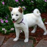 1631175035 861 Kishu inu tai kishu ken