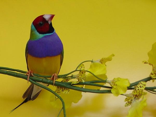 Dziwonia Gouldian - Reprodukcja Dziwonia Gouldian