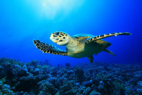Uhanalaiset kilpikonnat - Uhanalaiset merikilpikonnat