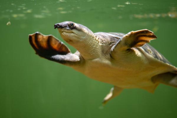 Uhanalaiset kilpikonnat - Uhanalaiset vesikilpikonnat