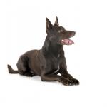 1631186490 112 Australian Kelpie