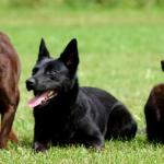 1631186490 403 Australian Kelpie