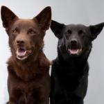 1631186490 426 Australian Kelpie