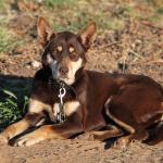 1631186490 548 Australian Kelpie