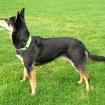 1631186490 635 Australian Kelpie