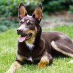 1631186490 946 Australian Kelpie