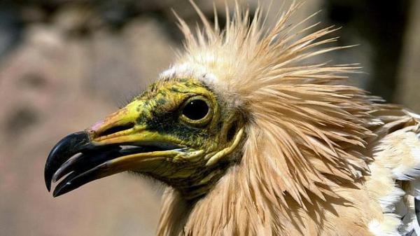 Linnut, jotka ovat vaarassa kuolla sukupuuttoon Espanjassa - Egyptin korppikotka