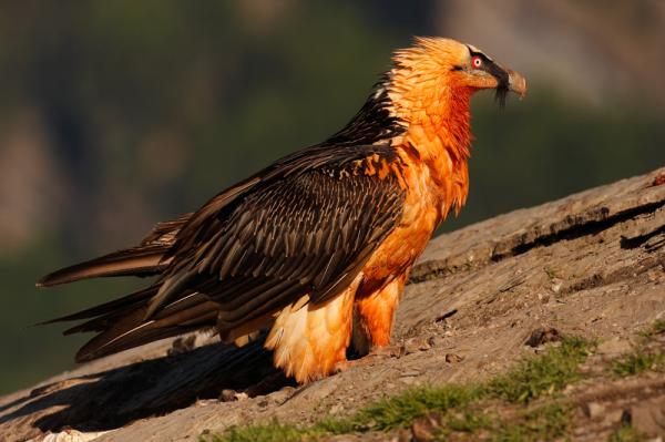Linnut, jotka ovat vaarassa kuolla sukupuuttoon Espanjassa - parrakas korppikotka