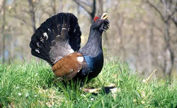 Linnut, jotka ovat vaarassa kuolla sukupuuttoon Espanjassa - Cantabrian grouse 