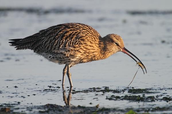 Linnut, jotka ovat vaarassa kuolla sukupuuttoon Espanjassa - Curlew