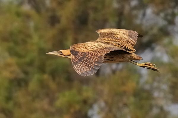 Linnut vaarassa kuolla sukupuuttoon Espanjassa - Bittern