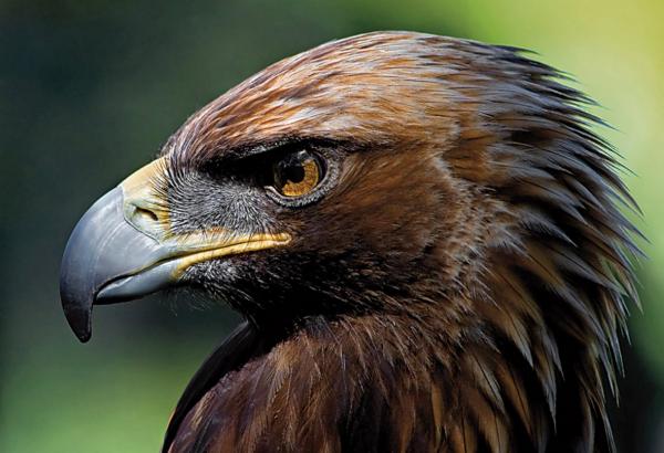 Linnut, jotka ovat vaarassa kuolla sukupuuttoon Espanjassa - Iberian Imperial Eagle 