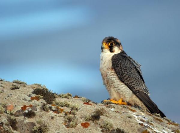 Linnut, jotka ovat vaarassa kuolla sukupuuttoon Espanjassa - Tagarote -haukka