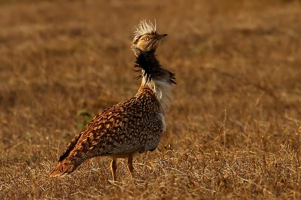 Uhanalaiset linnut Espanjassa - Houbaran bustard