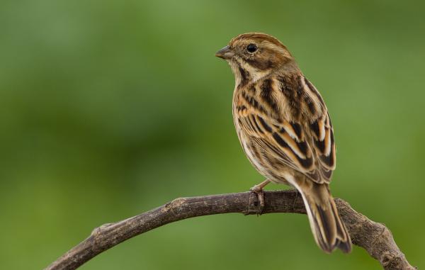 Linnut vaarassa kuolla sukupuuttoon Espanjassa - Paluster Bunting 
