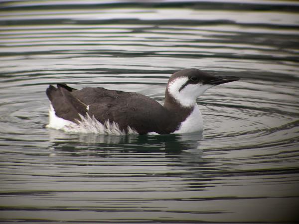 Linnut, jotka ovat vaarassa kuolla sukupuuttoon Espanjassa - Common Guillemot