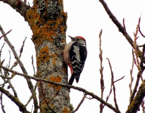 Linnut, jotka ovat vaarassa kuolla sukupuuttoon Espanjassa - Pico dorsiblanco