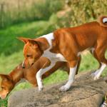 1631217939 242 Basenji