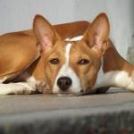 1631217939 266 Basenji