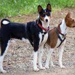 1631217939 645 Basenji