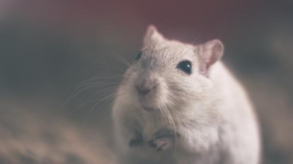 Miksi hamsteri ei käytä pyörää?  - Hamsterisi on vanha