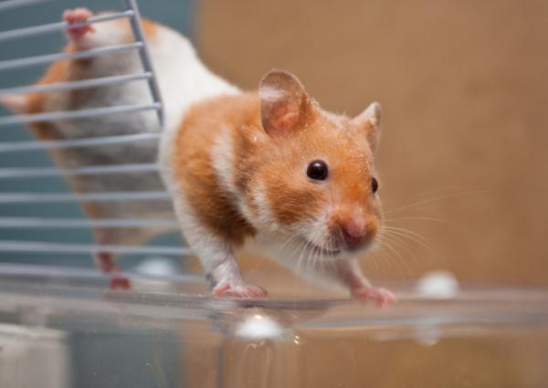 Miksi hamsteri ei käytä pyörää?  - Pyörä ei ole ainoa vaihtoehto 