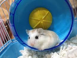 Miksi hamsteri ei käytä pyörää?  - Skandaalinen pyörä 
