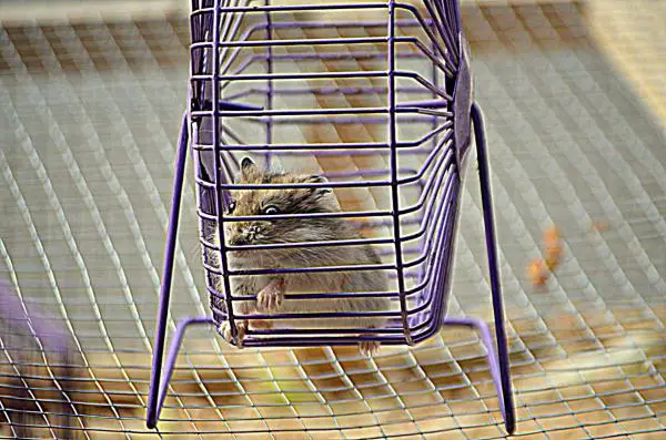 Miksi hamsteri ei käytä pyörää?  - Pyörän rakenne 