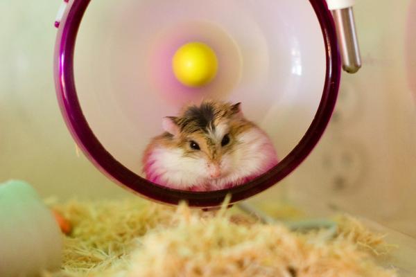 Miksi hamsteri ei käytä pyörää?  - Renkaan koko 