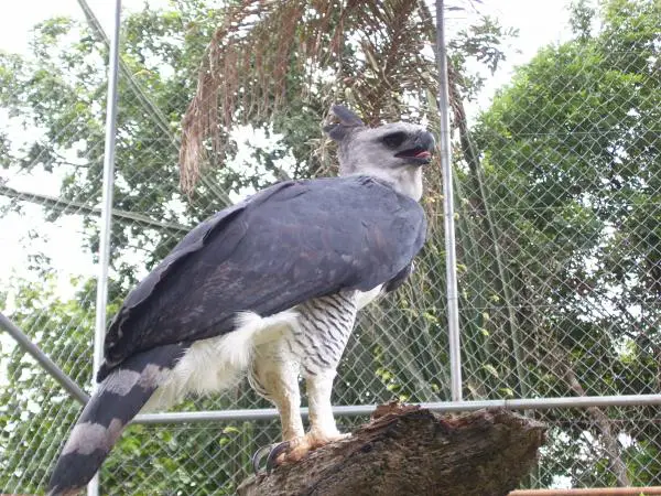 Hondurasin 12 uhanalaisinta eläintä - 7. Crested Eagle