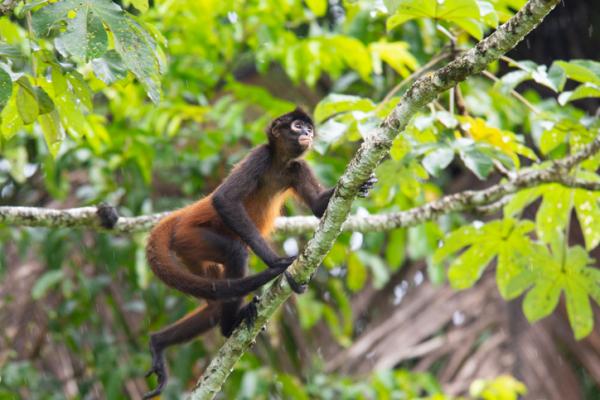 Hondurasin 12 uhanalaisinta eläintä - 11. Hämähäkki -apina