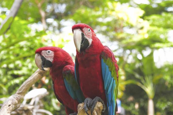 Hondurasin 12 uhanalaisinta eläintä - 4. Scarlet ara 