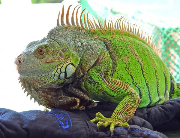Hondurasin 12 uhanalaisinta eläintä - 2. Vihreä iguana