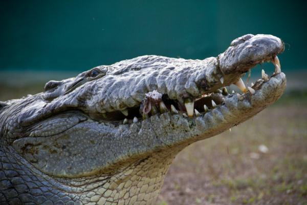 Hondurasin 12 uhanalaisinta eläintä - 6. Amerikkalainen krokotiili