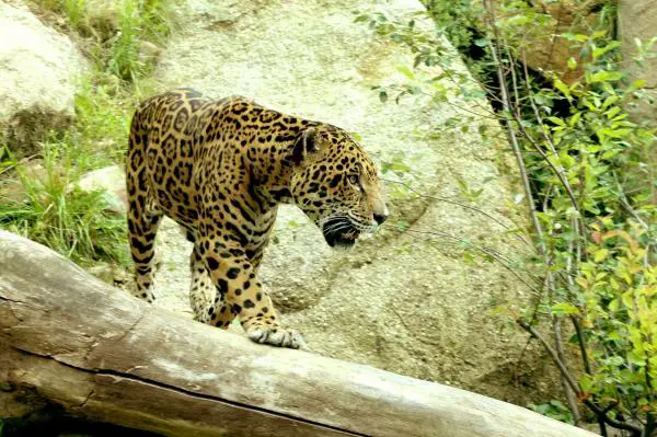 Hondurasin 12 uhanalaisinta eläintä - 5. Jaguar