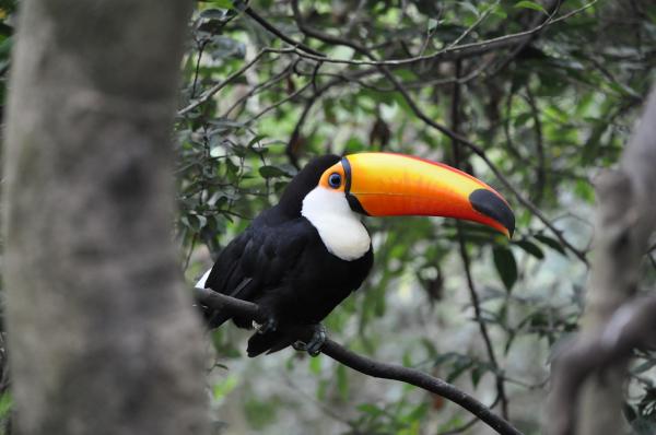 Hondurasin 12 uhanalaisinta eläintä - 8. Toucan