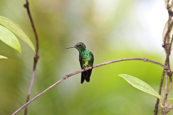 Hondurasin 12 uhanalaisinta eläintä - 9. Emerald Hummingbird