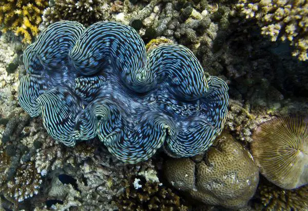 Gill hengittävät eläimet - 4. jättiläinen simpukka (Tridacna gigas)
