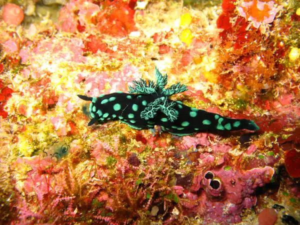 Gill hengittävät eläimet - 5. Nudibranchs