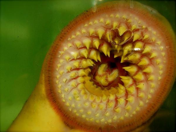 Gill -hengittävät eläimet - 3. Laukkulampi (Geotria australis)
