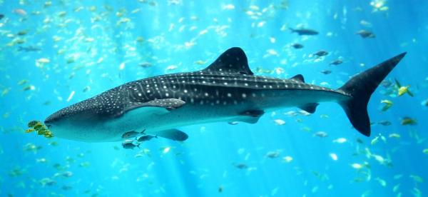 Gill hengittävät eläimet - 2. Valashai (Rhincodon typus)