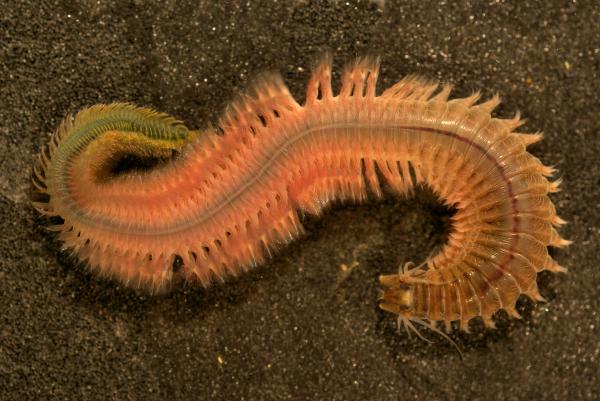 Gill -hengityseläimet - 7. Marine Polychaetes