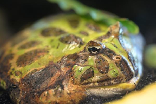 Gill -hengittävät eläimet - 10. Härkäsammakot (Lithobates catesbeianus)
