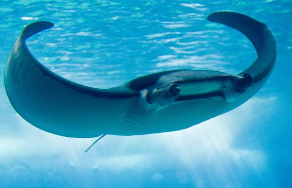 Gill hengittävät eläimet - 1. jättiläinen manta (Mobula birostris)