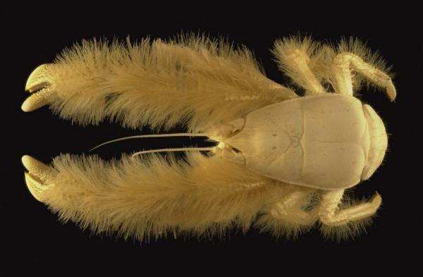 Gill hengittävät eläimet - 9. Yeti Crab (Kiwa hirsuta)