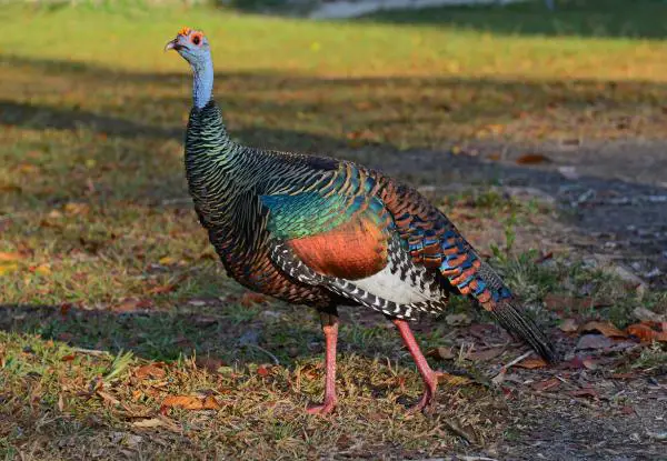 Uhanalaiset eläimet Yucatánissa - Villi kalkkuna (Meleagris ocellata)