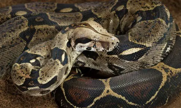 Uhanalaiset eläimet Yucatanissa - Boan kuristin (Boa constrictor)