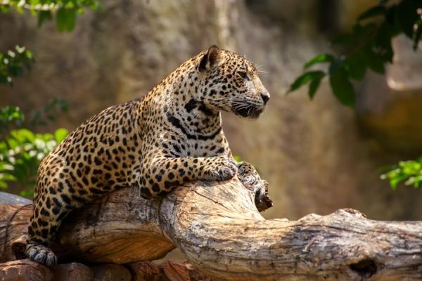 Uhanalaiset eläimet Yucatanissa - Jaguar (Pantera onca)