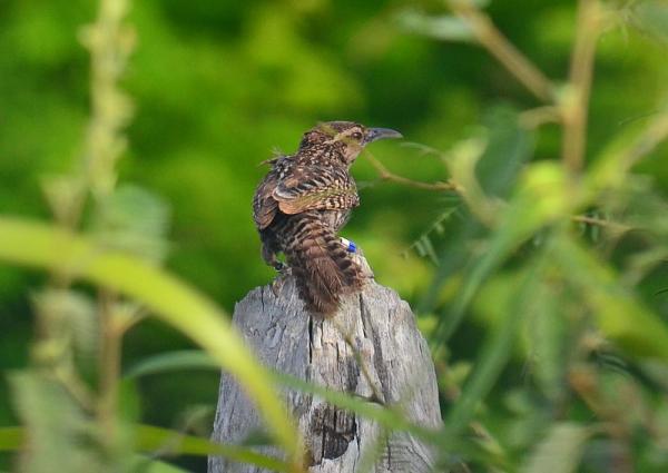 Uhanalaiset eläimet Yucatánissa - Yucatecan Matraca (Campylorhynchus yucatanicus)