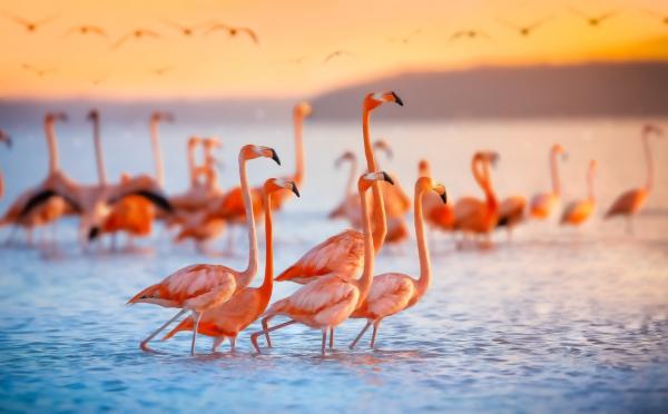 Uhanalaiset eläimet Yucatanissa - vaaleanpunainen flamingo (Phoenicopterus ruber) 